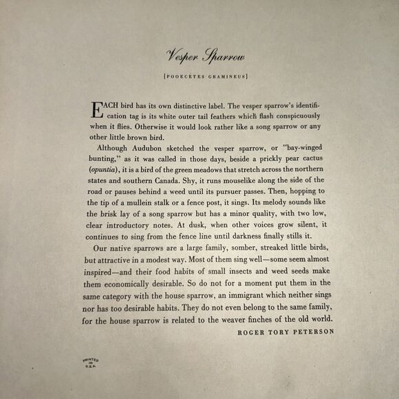 Vesper Sparrow Print Roger Tory Peterson Lithograph Audubon Birds of America - Picture 10 of 10